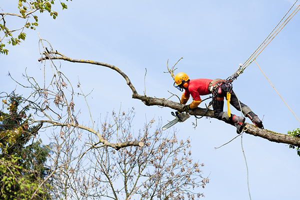 An arborist cutting a tree with a chainsaw
